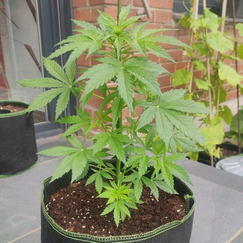 Easy Bud (Automatic) growlog timeline photo