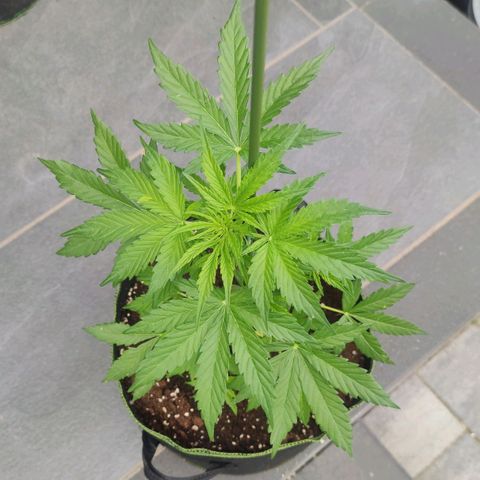 Easy Bud (Automatic) growlog timeline photo