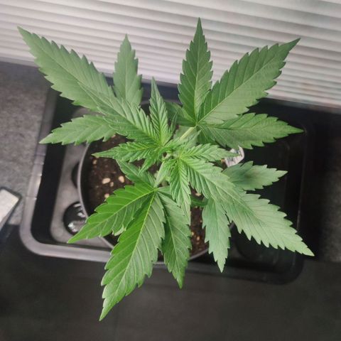 Black Orchid Auto growlog timeline photo