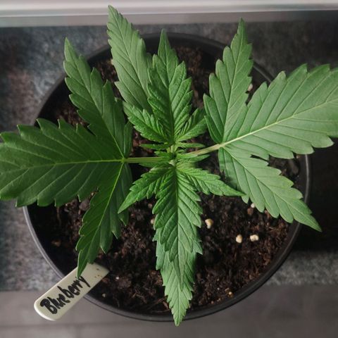 Auto Fat Blueberry  growlog timeline photo