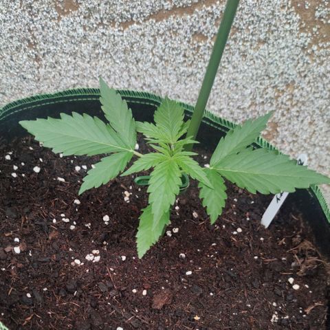 Auto Fat Blueberry  growlog timeline photo