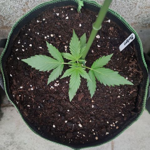 Auto Fat Blueberry  growlog timeline photo