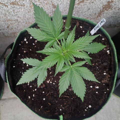 Black Orchid Auto growlog timeline photo