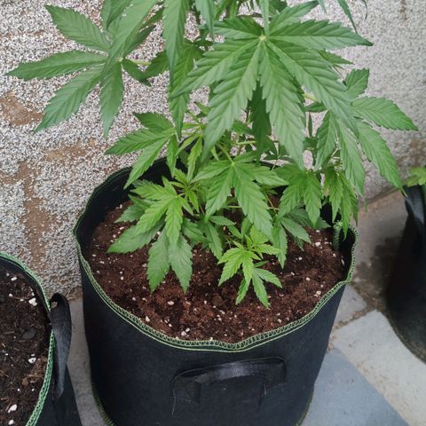 Easy Bud (Automatic) growlog timeline photo