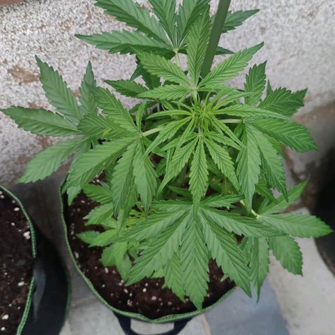 Easy Bud (Automatic) growlog timeline photo