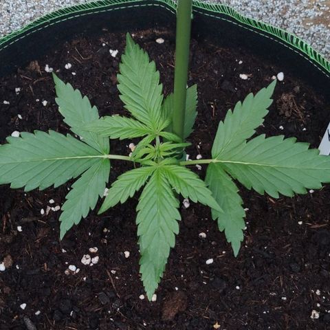 Auto Fat Blueberry  growlog timeline photo