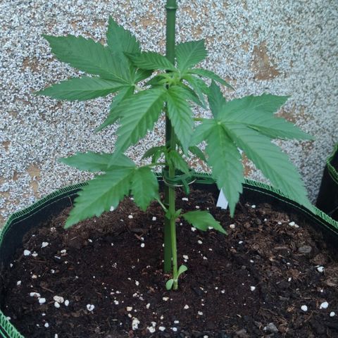 Black Orchid Auto growlog timeline photo