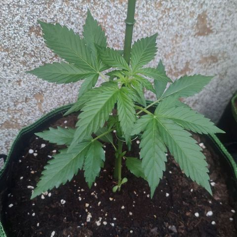 Black Orchid Auto growlog timeline photo