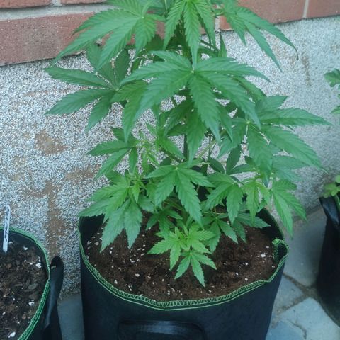 Easy Bud (Automatic) growlog timeline photo