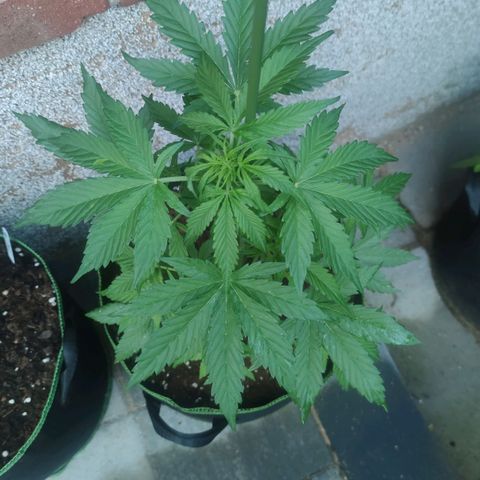 Easy Bud (Automatic) growlog timeline photo