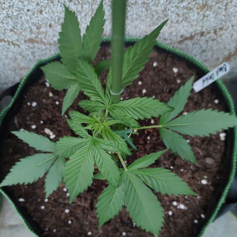 Black Orchid Auto growlog timeline photo