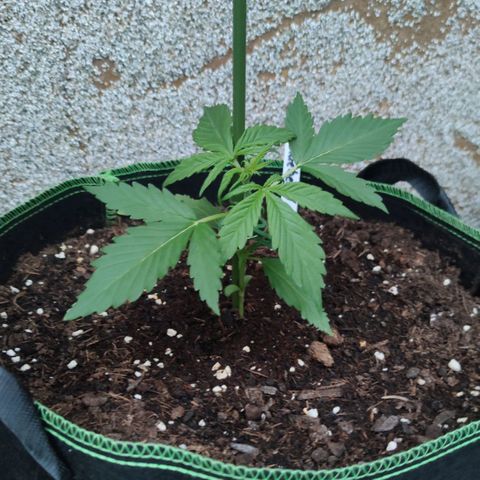 Auto Fat Blueberry  growlog timeline photo
