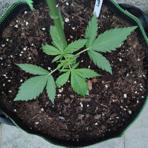 Auto Fat Blueberry  growlog timeline photo