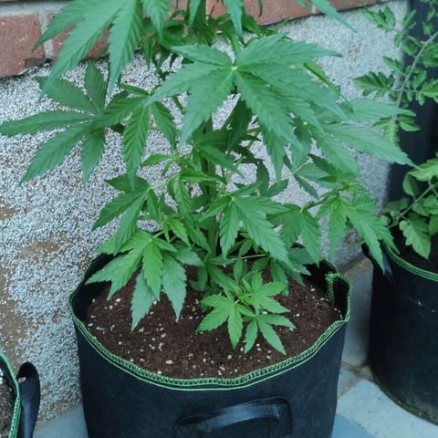 Easy Bud (Automatic) growlog timeline photo
