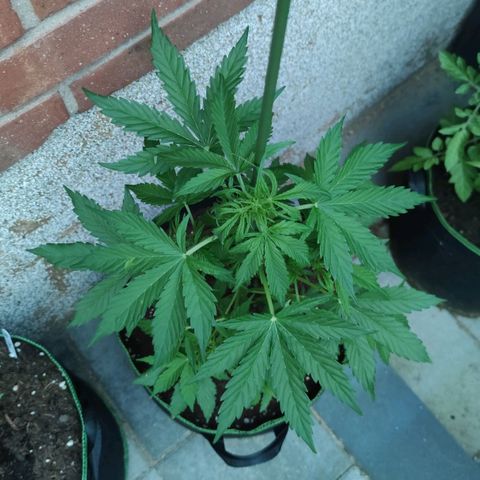 Easy Bud (Automatic) growlog timeline photo