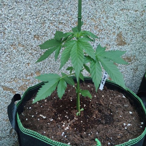 Black Orchid Auto growlog timeline photo