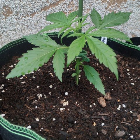 Auto Fat Blueberry  growlog timeline photo