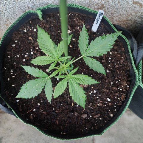 Auto Fat Blueberry  growlog timeline photo