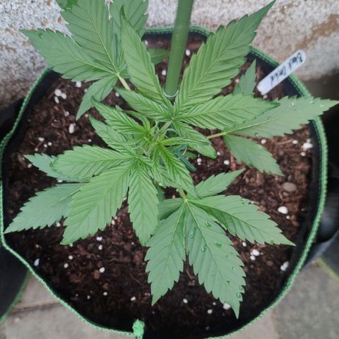 Black Orchid Auto growlog timeline photo