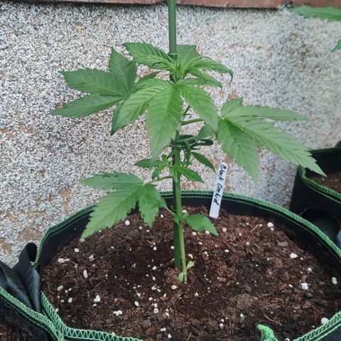 Black Orchid Auto growlog timeline photo