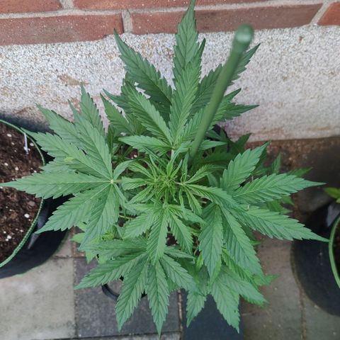 Easy Bud (Automatic) growlog timeline photo