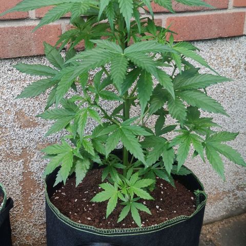 Easy Bud (Automatic) growlog timeline photo