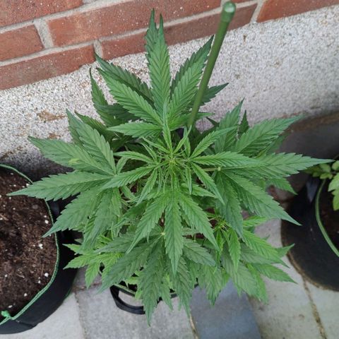 Easy Bud (Automatic) growlog timeline photo