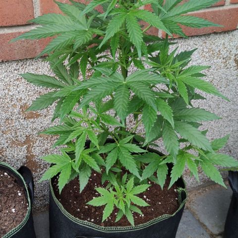 Easy Bud (Automatic) growlog timeline photo
