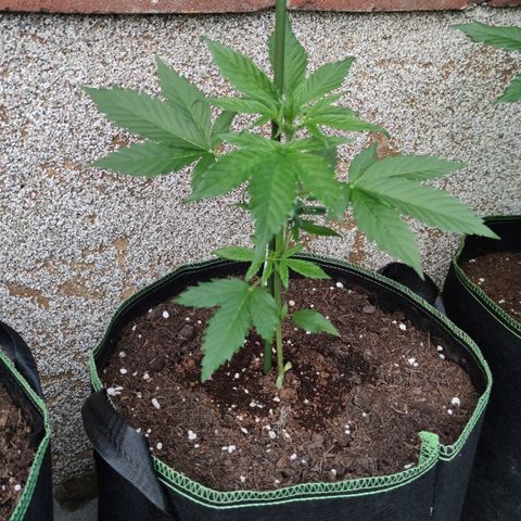 Black Orchid Auto growlog timeline photo