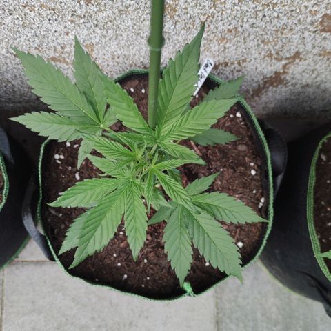 Black Orchid Auto growlog timeline photo