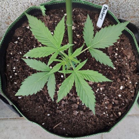 Auto Fat Blueberry  growlog timeline photo