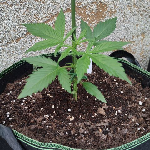 Auto Fat Blueberry  growlog timeline photo