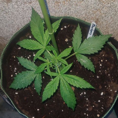 Auto Fat Blueberry  growlog timeline photo