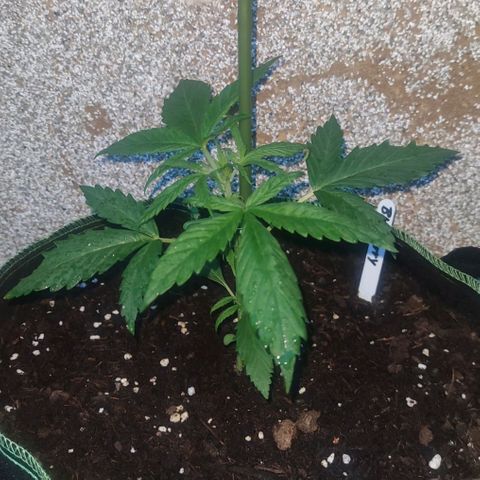 Auto Fat Blueberry  growlog timeline photo