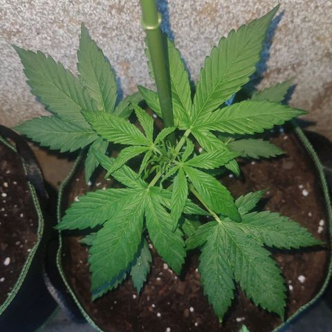 Black Orchid Auto growlog timeline photo
