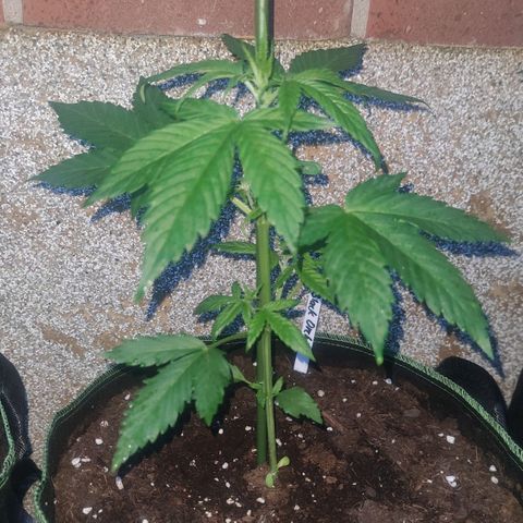 Black Orchid Auto growlog timeline photo