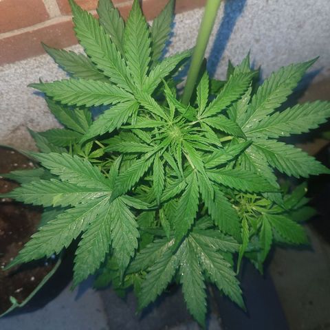 Easy Bud (Automatic) growlog timeline photo