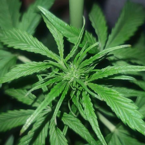 Easy Bud (Automatic) growlog timeline photo