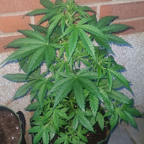 Easy Bud (Automatic) growlog timeline photo
