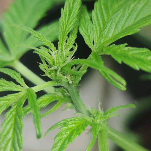 Easy Bud (Automatic) growlog timeline photo