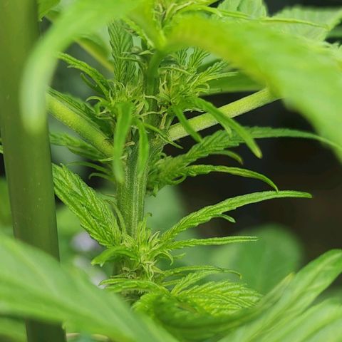 Easy Bud (Automatic) growlog timeline photo