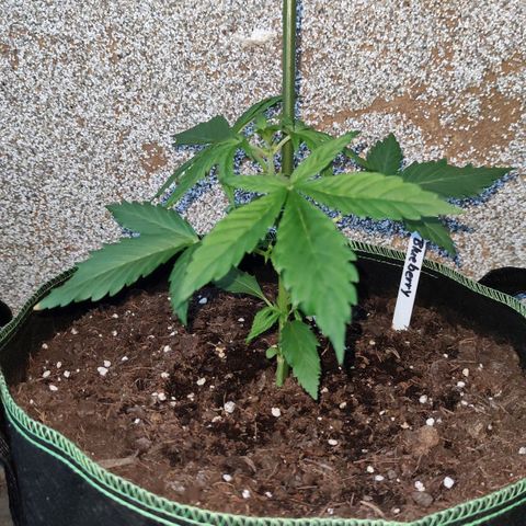 Auto Fat Blueberry  growlog timeline photo