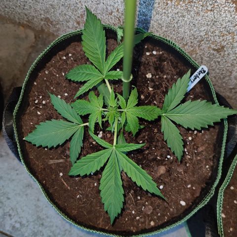 Auto Fat Blueberry  growlog timeline photo