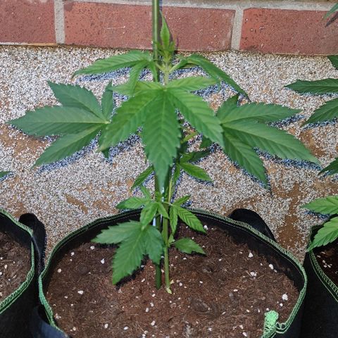 Black Orchid Auto growlog timeline photo