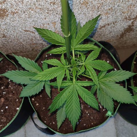 Black Orchid Auto growlog timeline photo