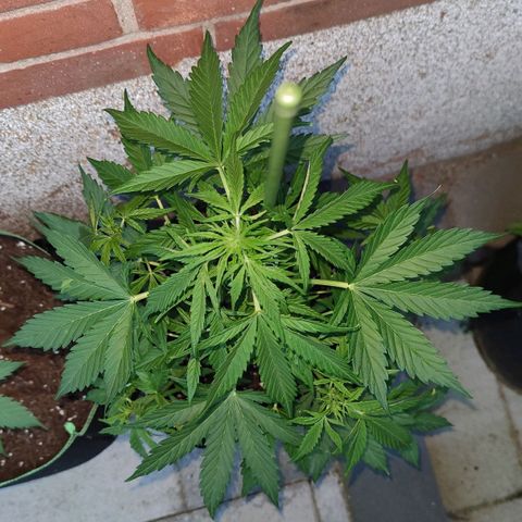 Easy Bud (Automatic) growlog timeline photo