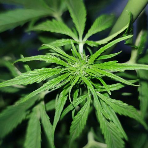 Easy Bud (Automatic) growlog timeline photo