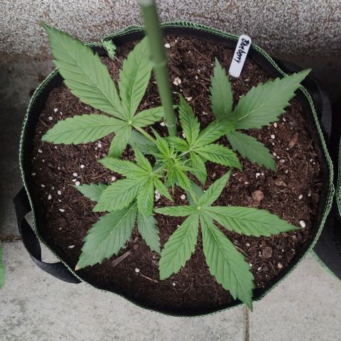 Auto Fat Blueberry  growlog timeline photo