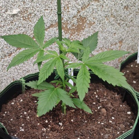 Auto Fat Blueberry  growlog timeline photo