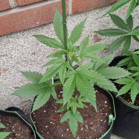 Black Orchid Auto growlog timeline photo